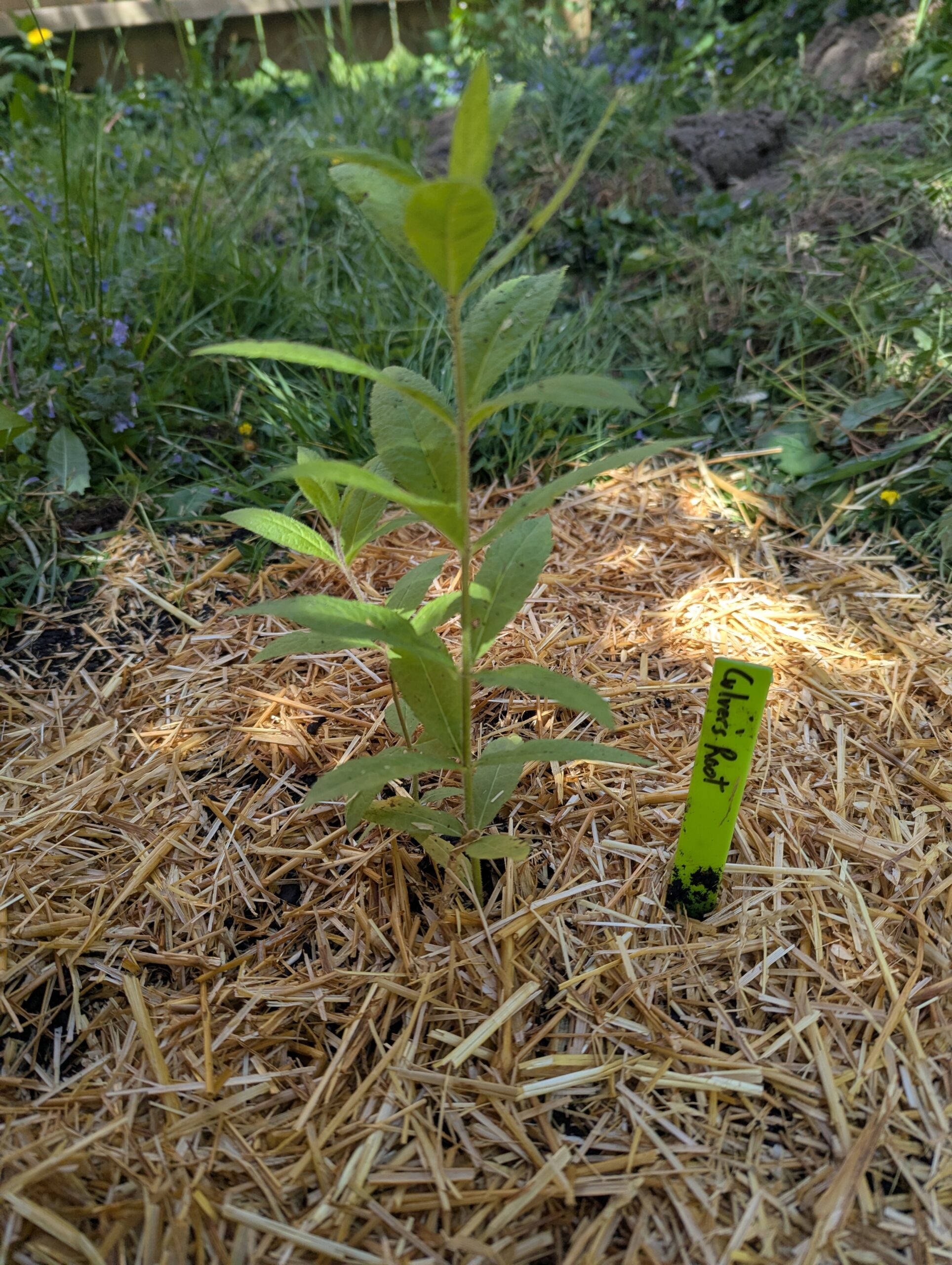 Wisconsin Native Prairie Plants